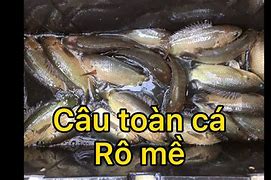 Câu Cá Rô Mùa Nước Nổi