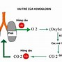 Hemoglobin Bình Thường