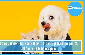 Mèo Bị Sán Dây